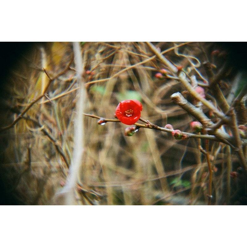 Lomography Konstruktor F Camera - 8storeytree