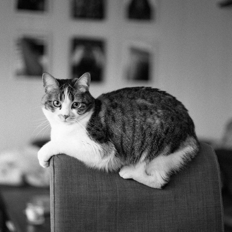 Lomography Lady Grey B&W 400 120 Film (3 Rolls) - 8storeytree