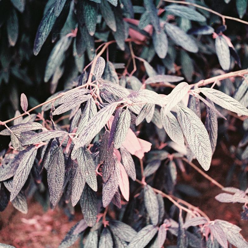 Lomography Lomochrome Purple 100-400 120 Film - 8storeytree