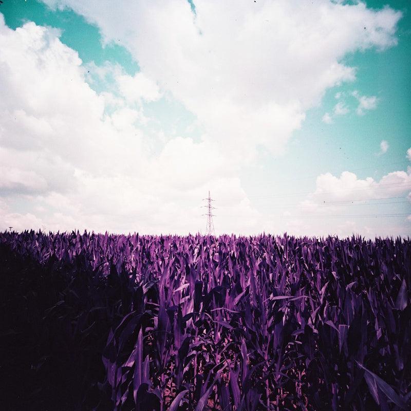 Lomography Lomochrome Purple 100-400 120 Film - 8storeytree