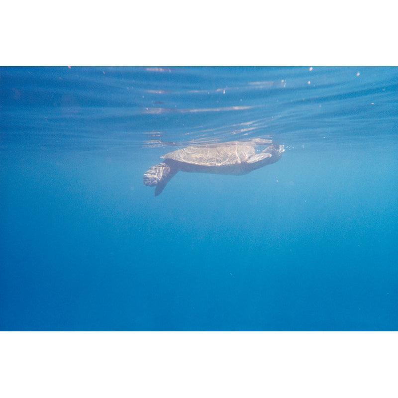 Lomography SUC & Underwater Case Color Negative 400 - 8storeytree