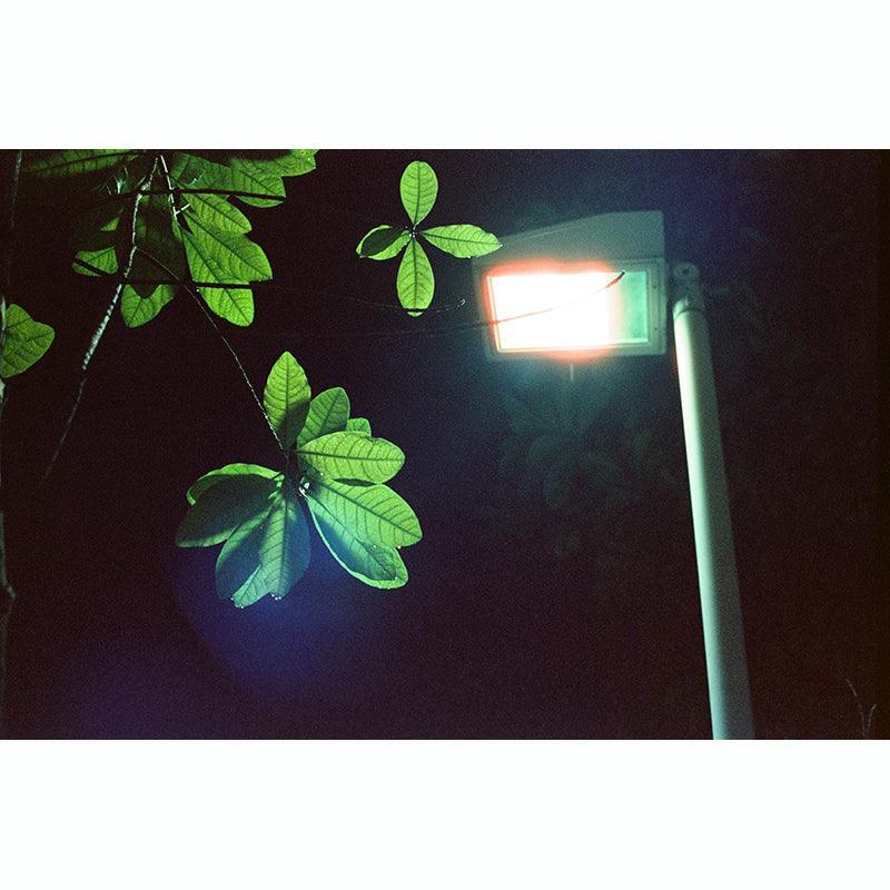 Thirtysi36 - 800T Colour 35mm Film - 8storeytree