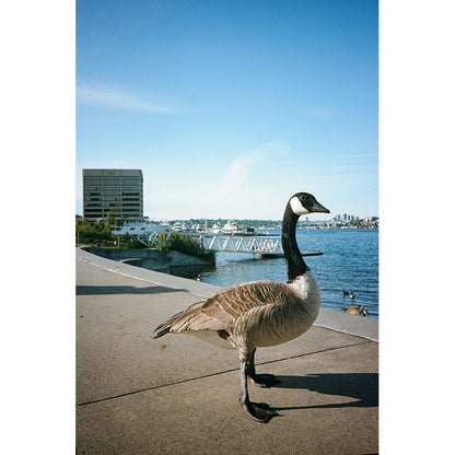 Kodak Snapic A1 35mm Film Camera (Pre-Order)