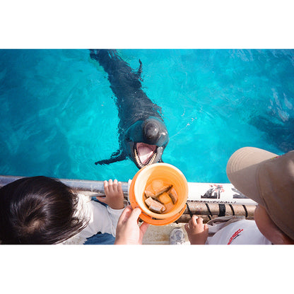 Kodak Snapic A1 35mm Film Camera (Pre-Order)