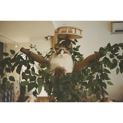 ShenGuang / Shanghai  (申光) 400 35mm Film