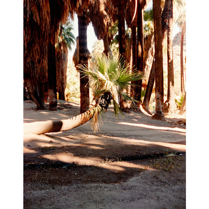 OptiColour 200 4x5 Film (25 Sheets)