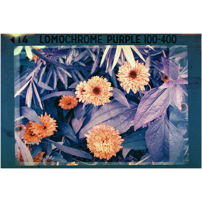 Lomography Analogue Pocket Trio 110 Film