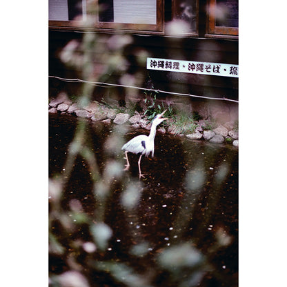 Alien Film - NC400 35mm Film