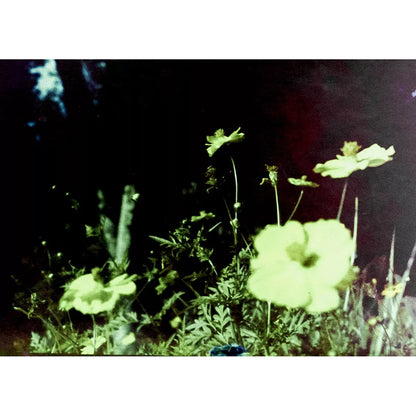 Bones film - ColorBones 35mm Film (Experimental)