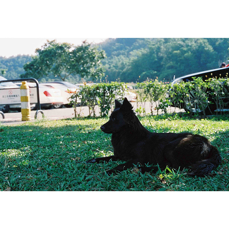 Kiss 800 35mm Tungsten Film