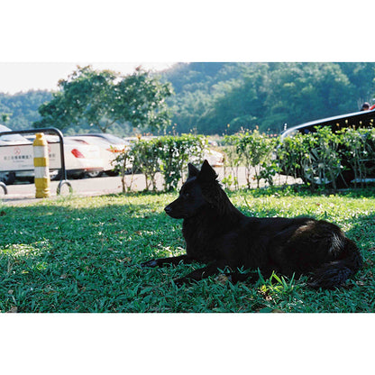 Kiss 800 35mm Tungsten Film