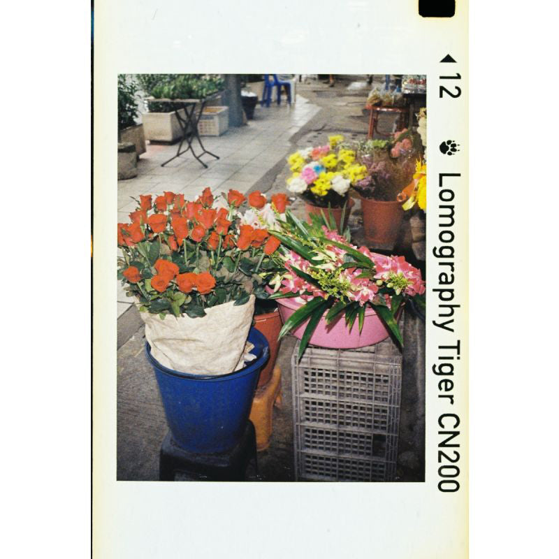 Lomography Lomomatic 110 Camera & Flash (Ladybug)