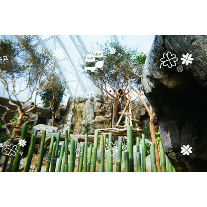 Polab Goodie Reloadable Disposable Camera (New Ocean Park Panda Friends Edition)