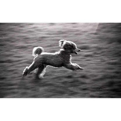 Reflx Lab - Pan 200 Black & White 120 film (Infrared)