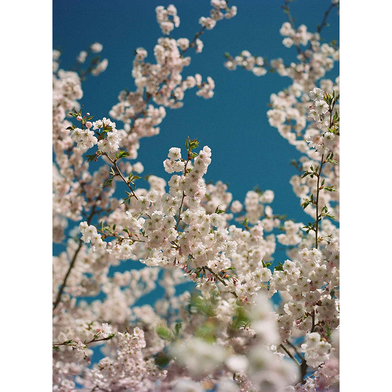 Kodak Ektacolor Pro 160 35mm Film