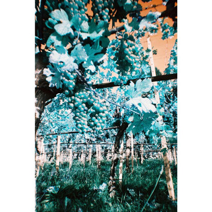 Lomography Simple Use Film Camera Lomochrome Turquoise