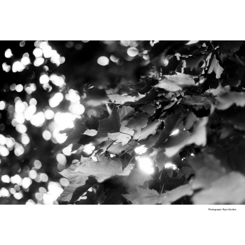 KONO! MONOLIT 3 Black & White 35mm Film - 8storeytree