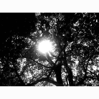 KONO! MONOLIT 64 Black & White 35mm Film - 8storeytree