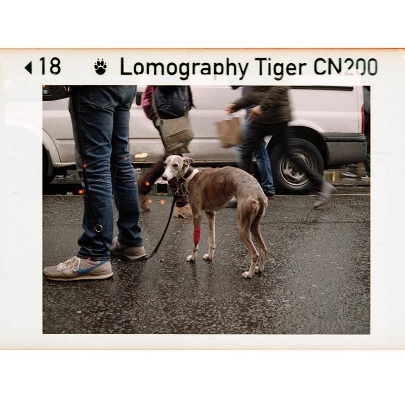 Lomography Color Tiger CN 110 Film ISO 200 x 3 rolls - 8storeytree